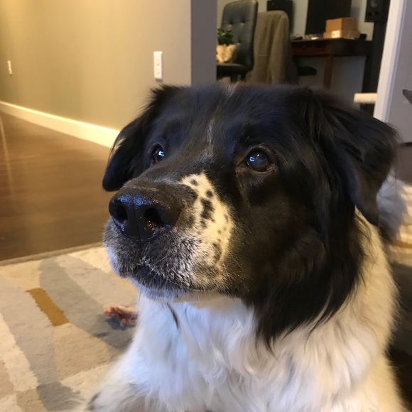 Meet your Posher, Jennifer - Picture 1 of 1